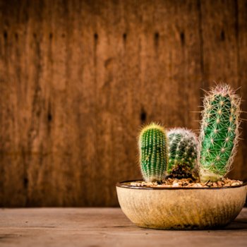 Cactussen | GroenRijk 't Haantje in Rijswijk