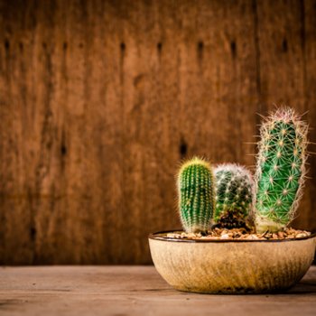 Cactussen