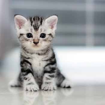 Katten