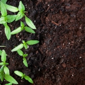 Compost