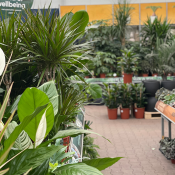 Kamerplanten verzorgen | Rijswijk | GroenRijk 't Haantje