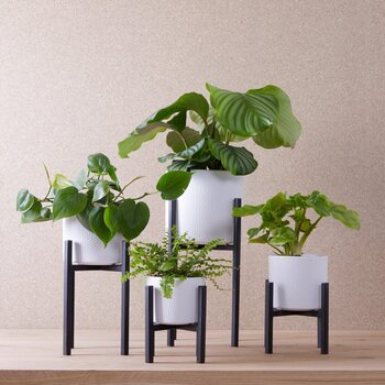 Mica Decorations bij GroenRijk 't Haantje
