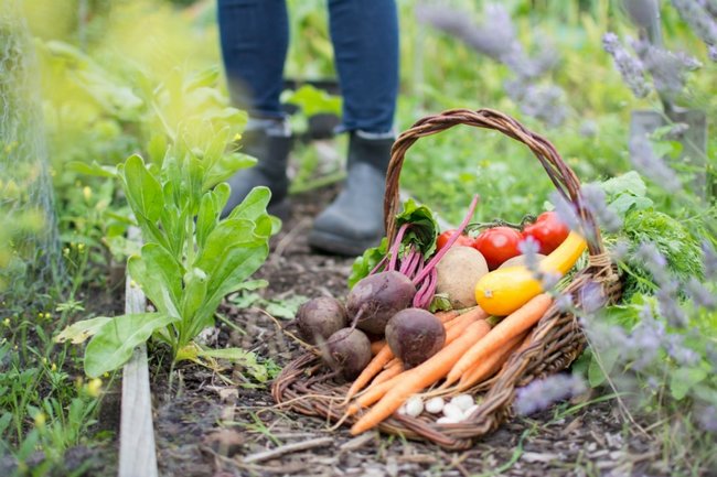 vaardigheid vloeistof slachtoffer Moestuin