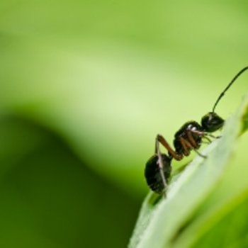 Ongedierte bestrijding