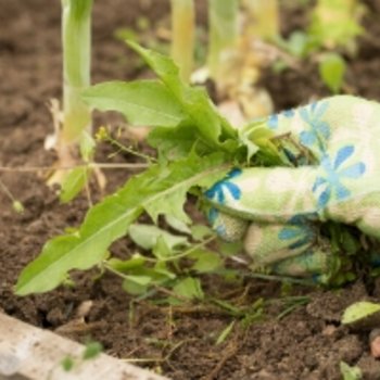 Onkruidbestrijding en groene aanslag