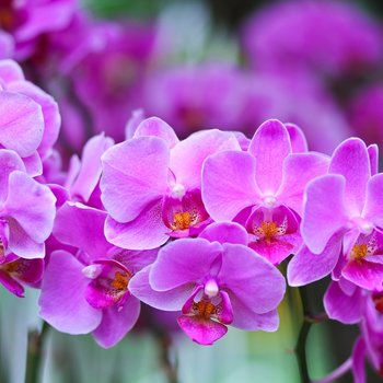Orchidee kopen | GroenRijk 't Haantje in Rijswijk