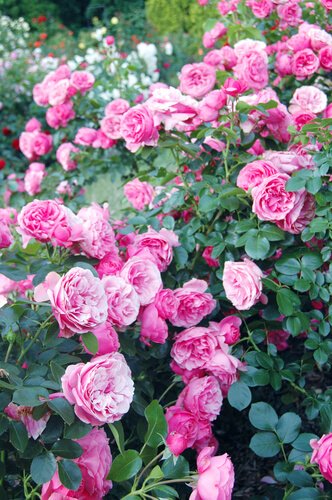 Beperkingen domesticeren Correspondentie Rozen en klimplanten kopen