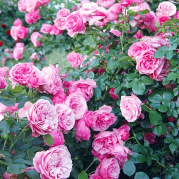 Rozen en klimplanten
