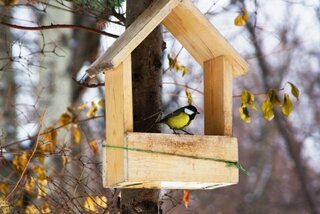 Vogels in uw tuin | GroenRijk 't Haantje in Rijswijk