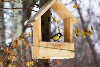 Vogels in uw tuin