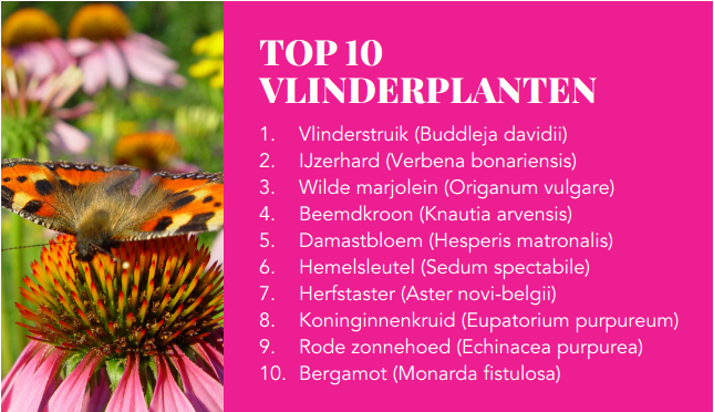 vlinderplanten