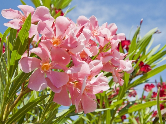 Tuinplanten bij uw GroenRijk in Rijswijk